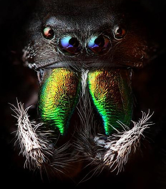 Bugs Life Up Close Macrophotography Tomas Rak Bugs