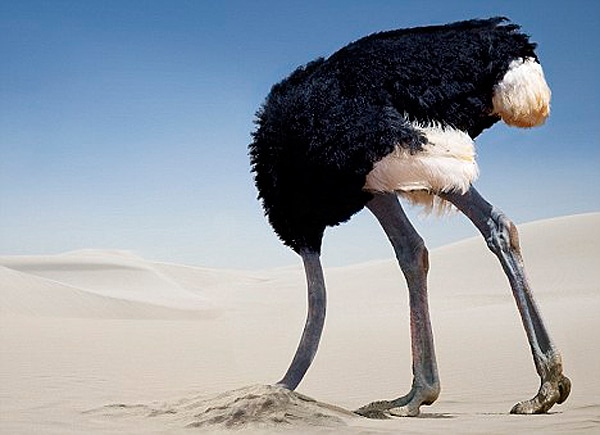 Ostrich Head In The Sand
