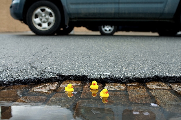 Yellow Rubber Ducks In Puddles 