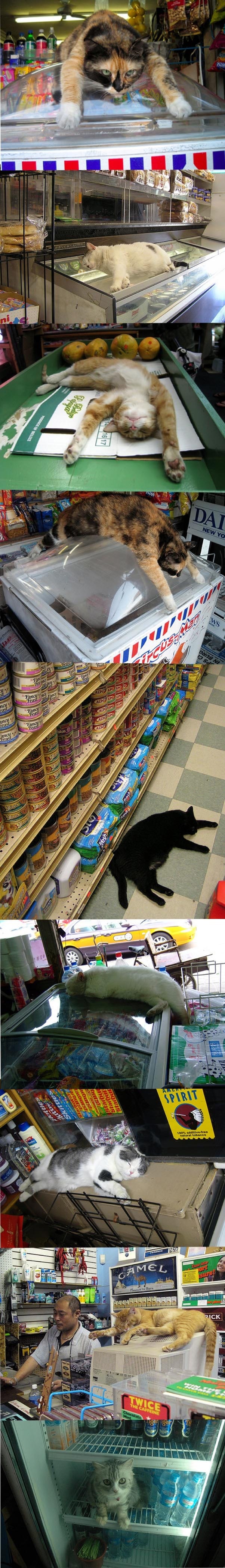 Summer Chilling Like A Cat Summer Chilling Like A Cat