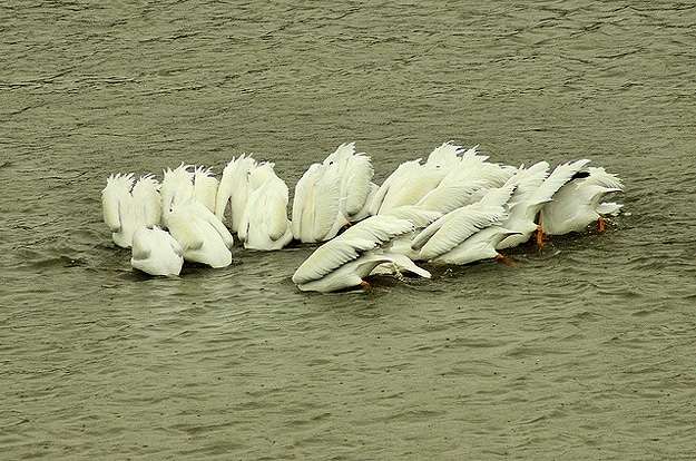 White Birds Swim Together