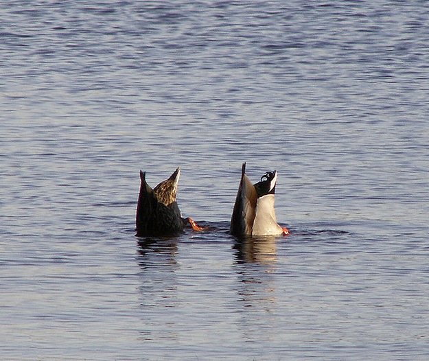 Two Ducks Head In Water