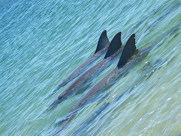 Three Sharks Swim In Synch 