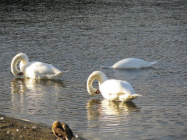 Swans In The Water Swim