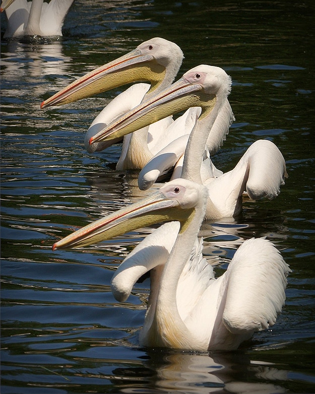 Pelicans Summer Swim Together 
