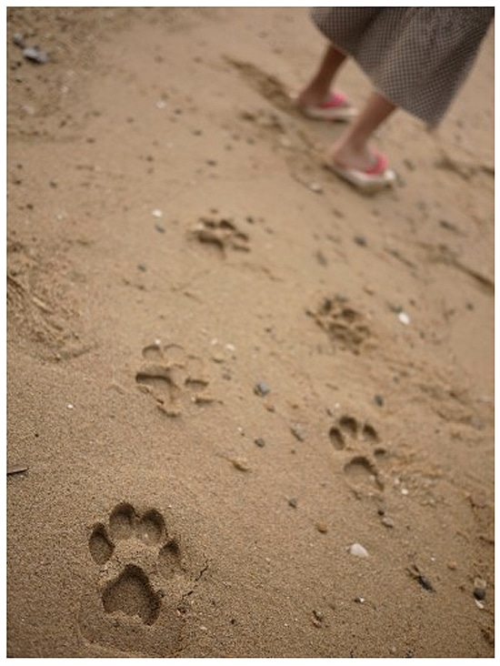 Bear Footprint Shoes For Beach
