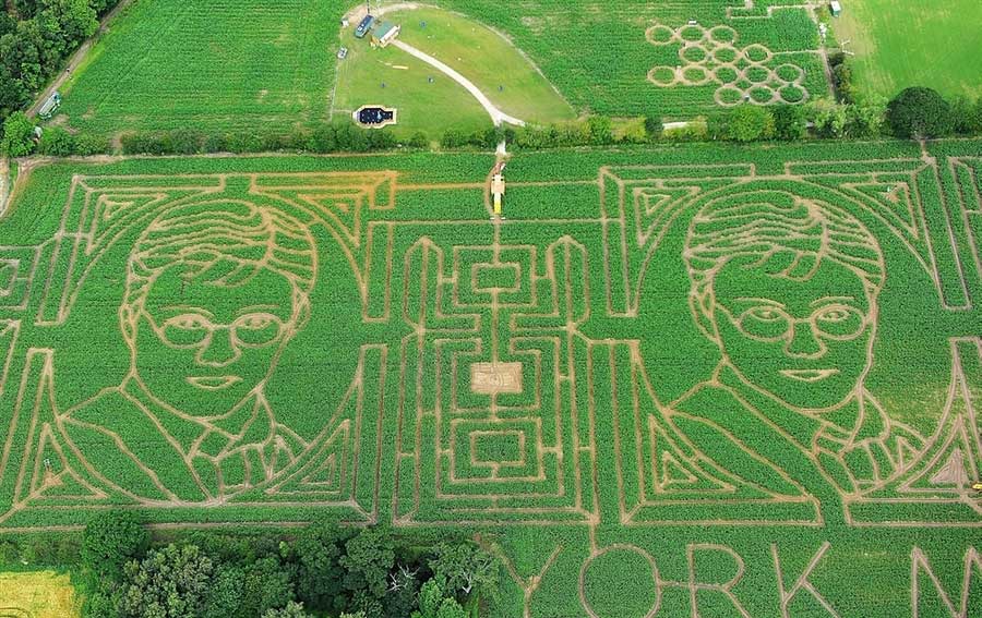 Harry Potter Corn Field Portrait