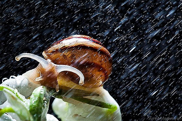 Shocking Discovery About Snails 1 Snails Survive Being Eaten Alive