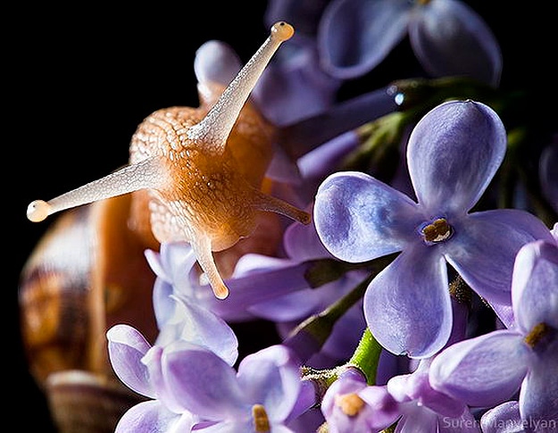 Shocking Discovery About Snails 4 Snails Survive Being Eaten Alive
