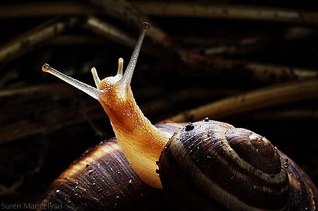 Shocking Discovery About Snails 5 Snails Survive Being Eaten Alive