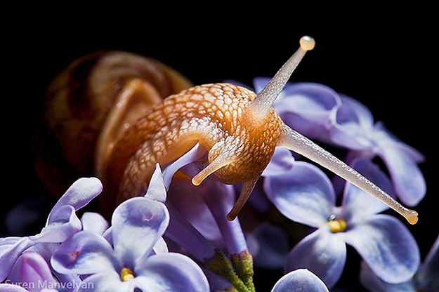 Shocking Discovery About Snails 7 Snails Survive Being Eaten Alive