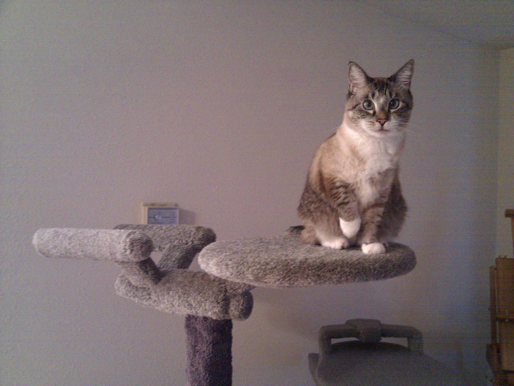 Cat Tree Star Trek Design Cat Tree Star Trek Design