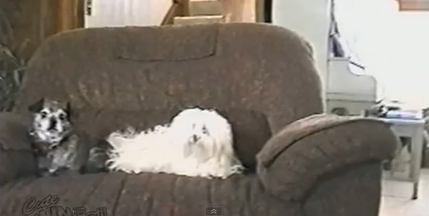 Dog Statically Charged When Cuddled Dog Statically Charged When Cuddled