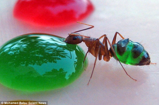 Science Experiment With Ants