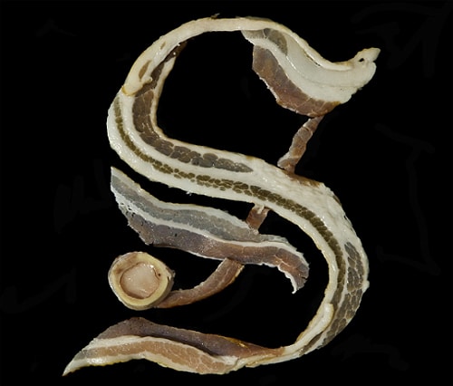 Bacon Alphabet Font Letters 2 Henry Hargreaves Sarah Guido Art