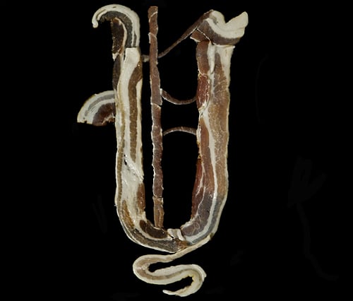 Bacon Alphabet Font Letters 4 Henry Hargreaves Sarah Guido Art