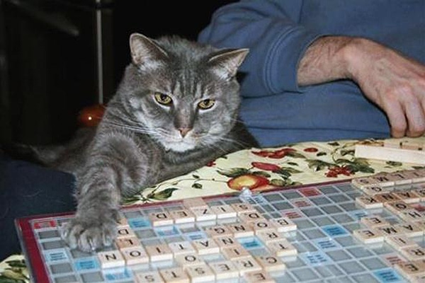 Cats That Play Scrabble [10 Pics] Bit Rebels