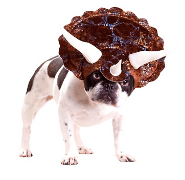 Dog Cosplay Halloween Costume Design