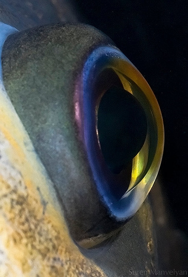 Fish Eye Retina Image 77 Wild Animal Eyes Photographs