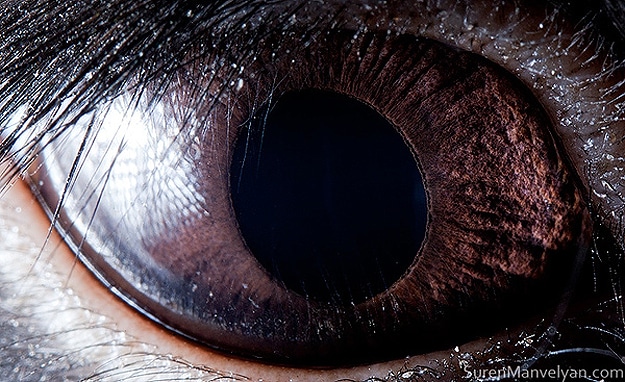 Wild Animal Eye Retinas 3 Close Up Shots Animal Eyes