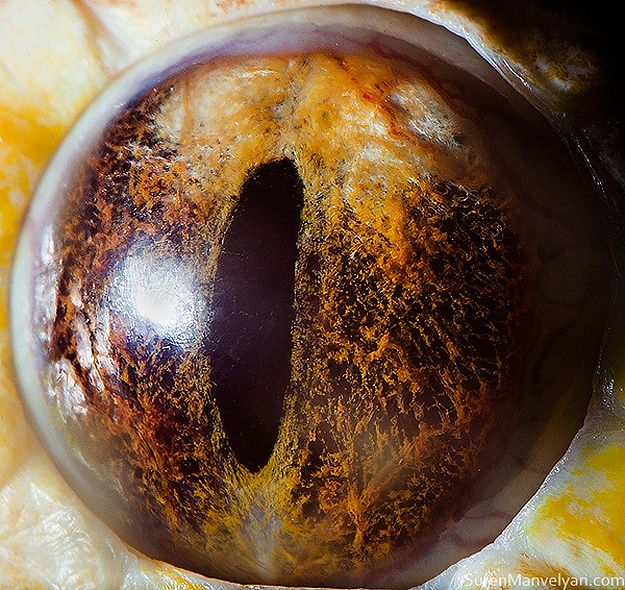Wild Animal Eye Retinas 5 Close Up Animal Eyes