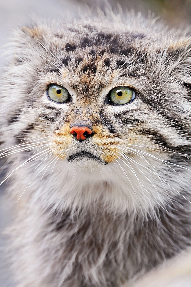 Wild Animal Eye Retinas 8 Small Wild Cat Image