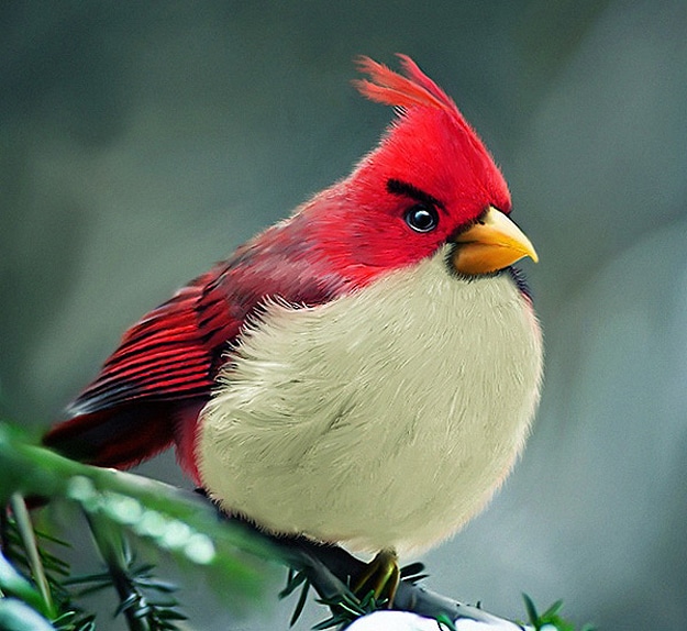 IRL Angry Birds Outside