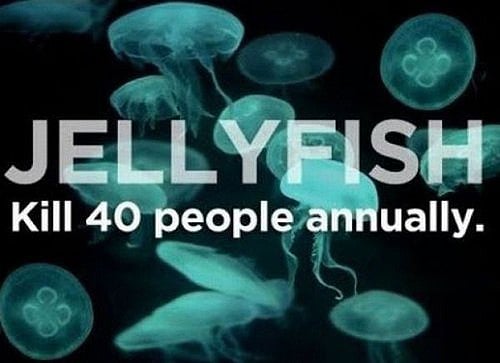 Jellyfish Kill People Every Year 