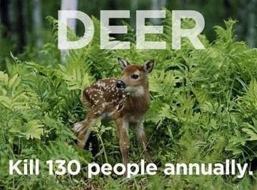 Deer Kill People Every Year