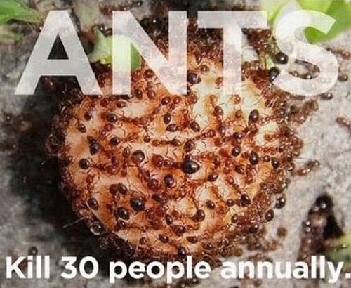 Ants Kill People Every Year
