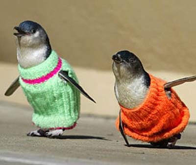 Penguin Jumper Sweater Knitt Aid