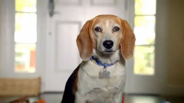 Pet Shelter Project Video Commercials