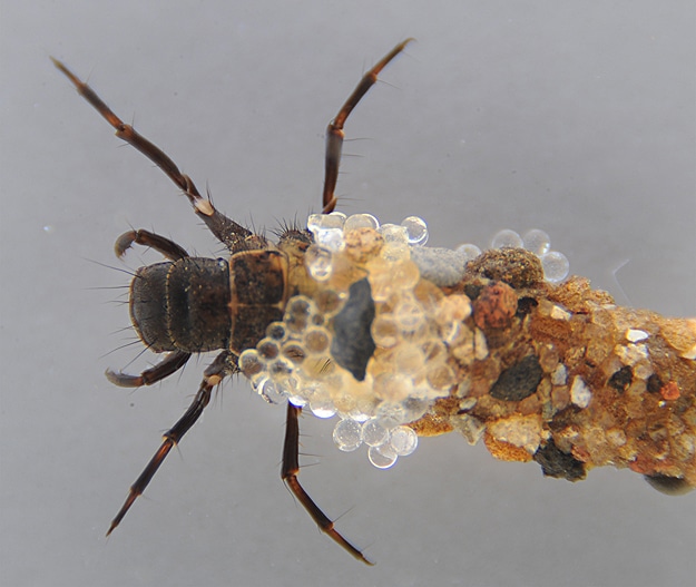 Bugs Make Unique Jewelry