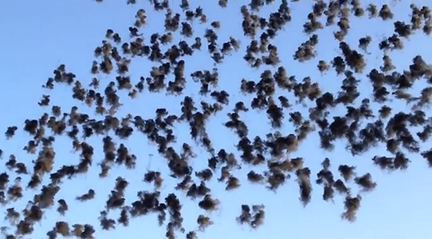 Daytime Fireworks With Explosives 2 Colorful Explosions During The Day