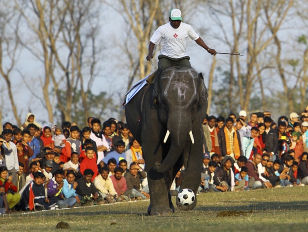Annual Elephant Festival In Nepal