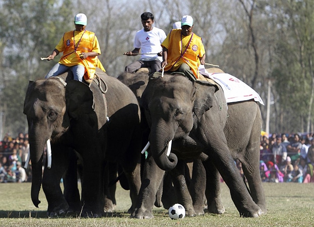 Annual Elephant Festival In Nepal