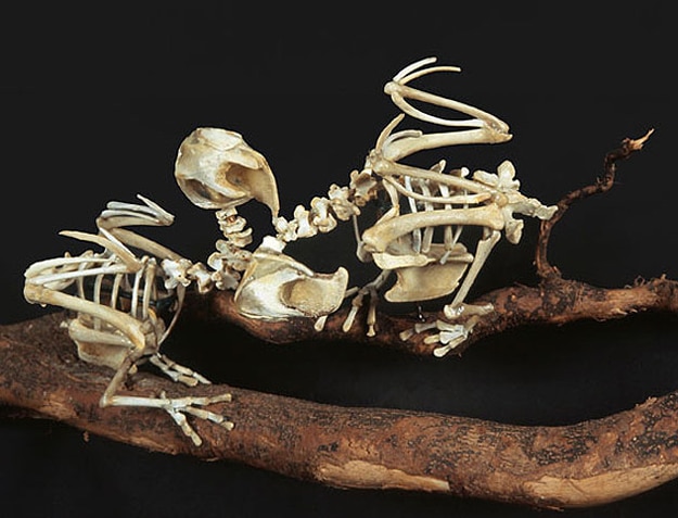 Fast Food Chicken Sculptures 1 Extinct Birds Made From Bones