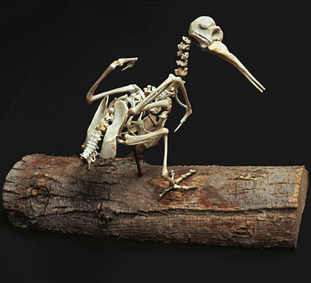 Fast Food Chicken Sculptures 2 Extinct Birds From Chicken Bones