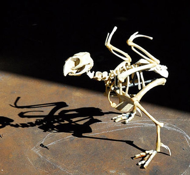 Fast Food Chicken Sculptures 3 Extinct Birds Made From Bones