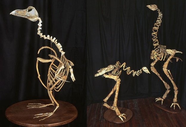 Fast Food Chicken Sculptures 4 Extinct Birds Made From Bones