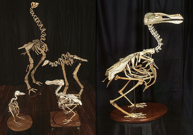 Fast Food Chicken Sculptures 5 Extinct Birds Made From Bones