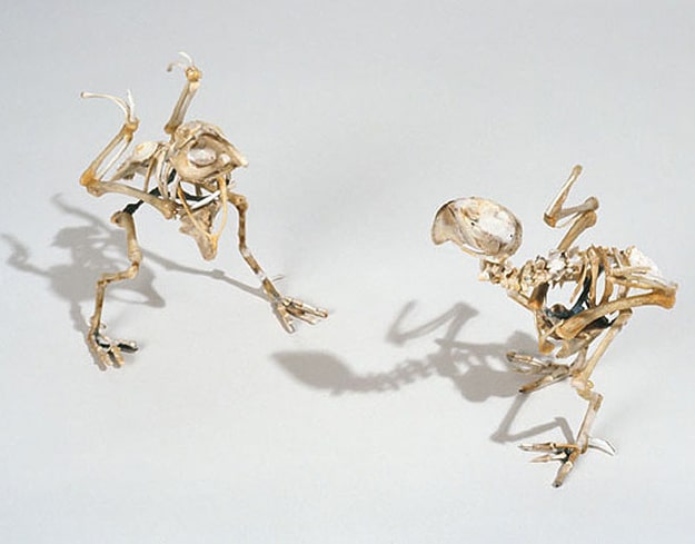Fast Food Chicken Sculptures 6 Extinct Birds Made From Bones