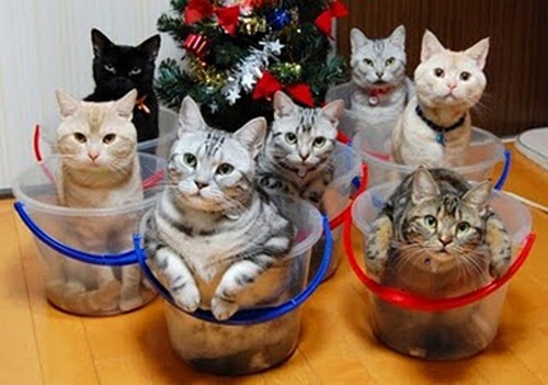 Cats In Storage Bins