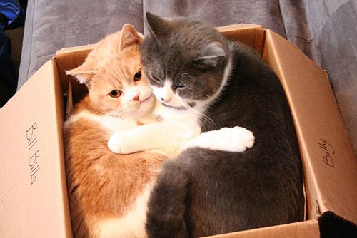 Cats In Storage Bins