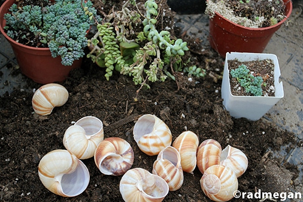Shells Turned Into Planters