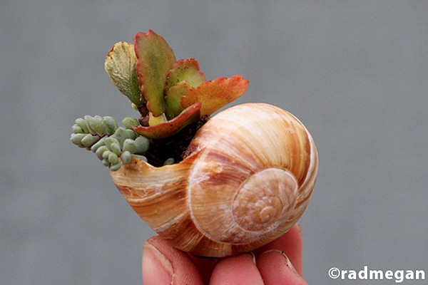 Shells Turned Into Planters 