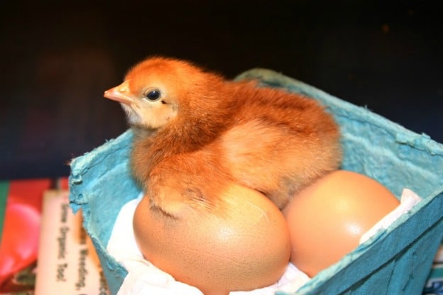 baby chick bringing new life creating solid communities on facebook