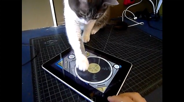 Cat Scratching Like A DJ