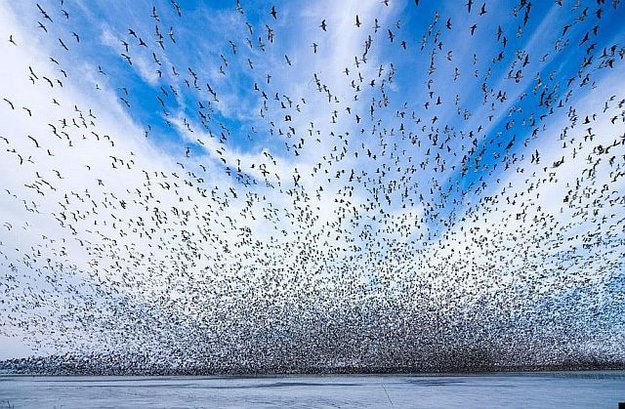 Birds Swarm Flying Together 