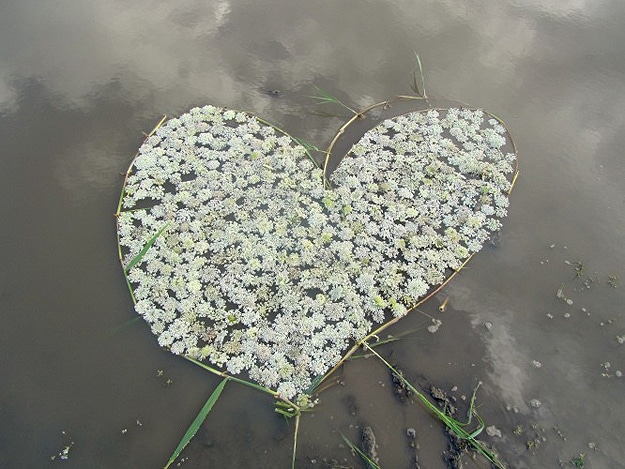 Dead-Hearts-In-Nature Heart Photography Found Outside